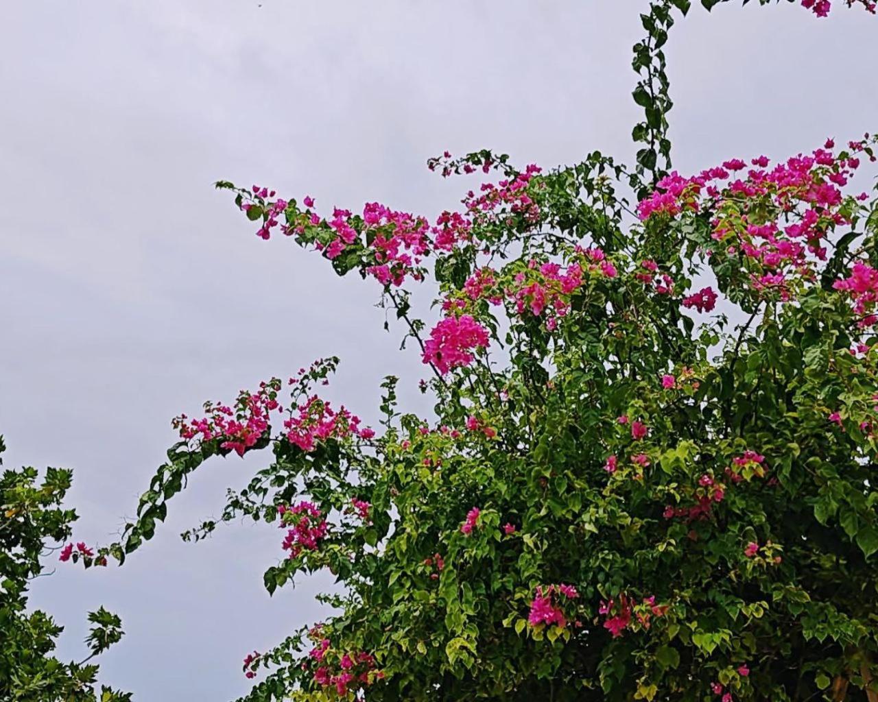 Bougan Villea Retreat Bodufolhudhoo Εξωτερικό φωτογραφία